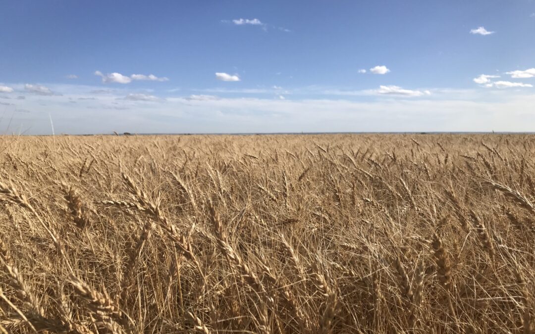 Lend Me Your Ear at Harvest: Audio Inspiration for Farmers