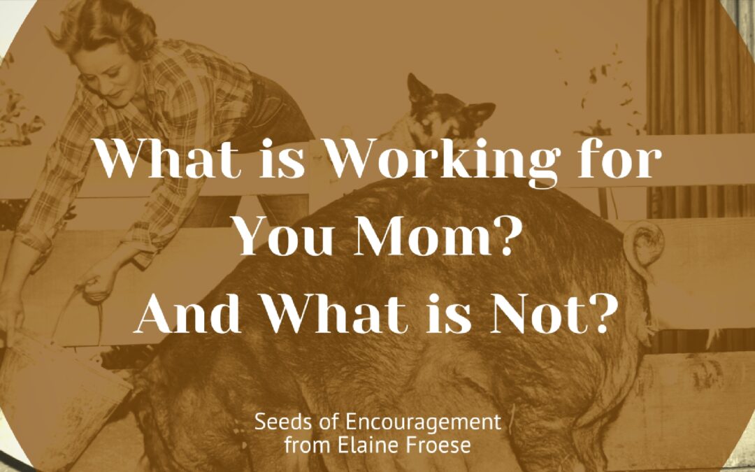 What is Working for You Mom? And What is Not?