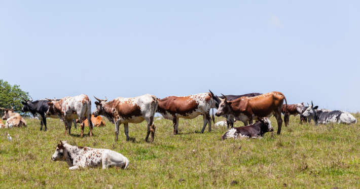 secrets to farm transition planning image